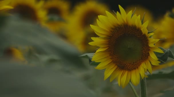 Tachikawa Tokio Juli 2018 Zijn Een Natuur Locatie Tokio Camera — Stockvideo