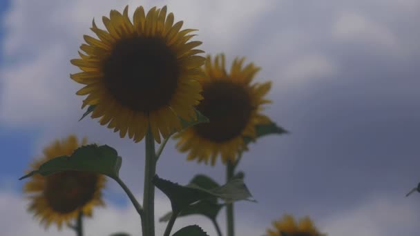 Tachikawa Tokio Juli 2018 Zijn Een Natuur Locatie Tokio Camera — Stockvideo