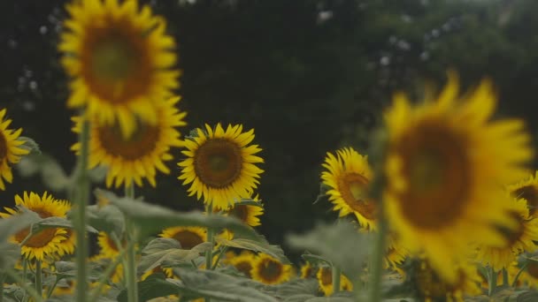 Tachikawa Tokyo Giappone Luglio 2018 Sua Posizione Naturale Tokyo Macchina — Video Stock