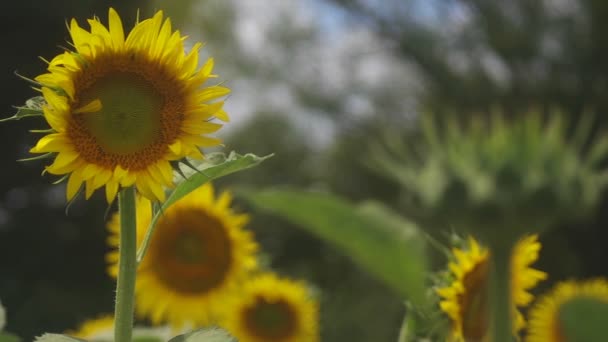 Tachikawa Tokio Juli 2018 Zijn Een Natuur Locatie Tokio Camera — Stockvideo