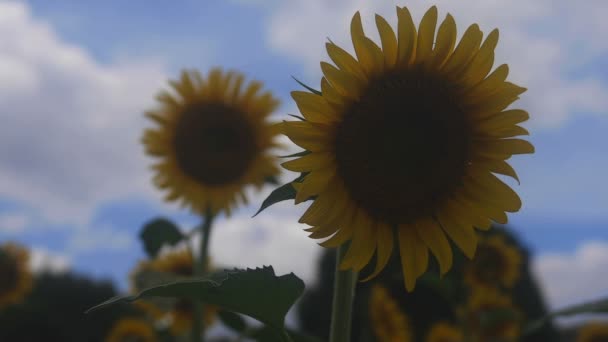 Tachikawa Tokio Juli 2018 Zijn Een Natuur Locatie Tokio Camera — Stockvideo