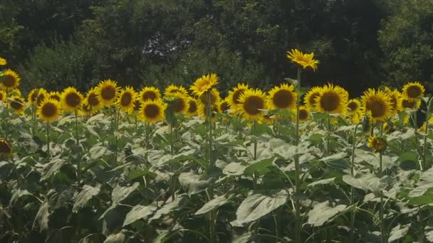 Tachikawa Tokio Juli 2018 Zijn Een Natuur Locatie Tokio Camera — Stockvideo