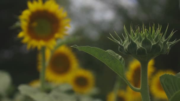 Tachikawa Tokio Japón Julio 2018 Lugar Natural Tokio Cámara Canon — Vídeos de Stock