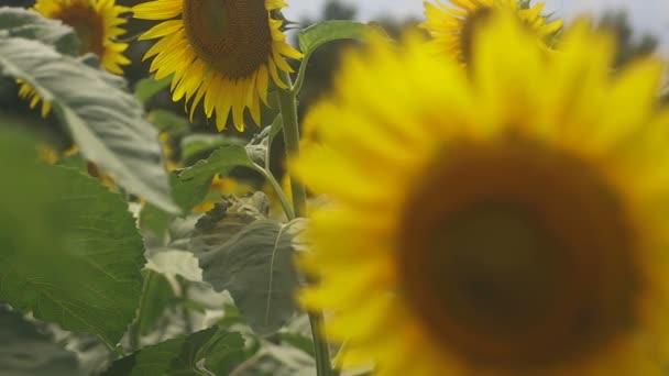 Tachikawa, Tokyo / Japon - 27 juillet 2018 : C'est un endroit naturel à Tokyo. appareil photo : Canon EOS 5D mark4 
