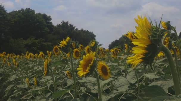 2018年7月27日 它在东京的自然位置 摄像头 Eos Mark4 — 图库视频影像