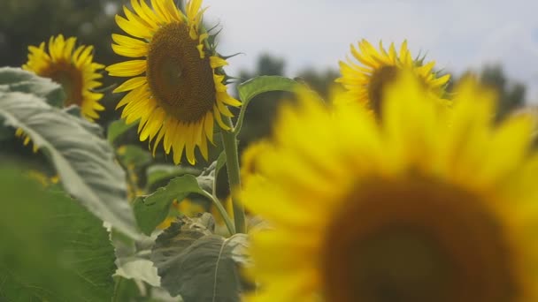 Tachikawa, Tokyo / Japon - 27 juillet 2018 : C'est un endroit naturel à Tokyo. appareil photo : Canon EOS 5D mark4 