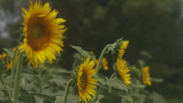 Tachikawa Tokio Japón Julio 2018 Lugar Natural Tokio Cámara Canon — Vídeos de Stock