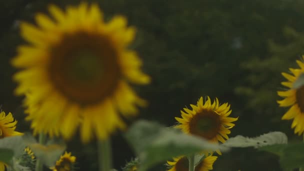 Tachikawa Tokio Japón Julio 2018 Lugar Natural Tokio Cámara Canon — Vídeos de Stock