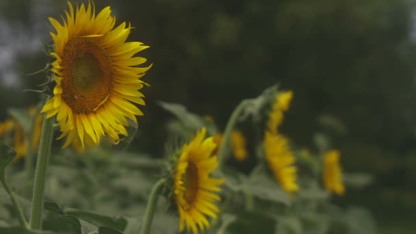 Tachikawa, Tokyo / Japon - 27 juillet 2018 : C'est un endroit naturel à Tokyo. appareil photo : Canon EOS 5D mark4 