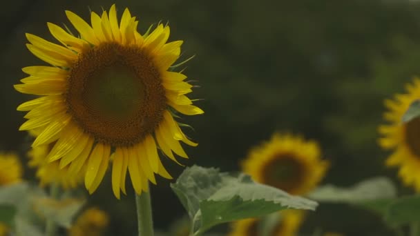 Tachikawa Tokio Juli 2018 Zijn Een Natuur Locatie Tokio Camera — Stockvideo