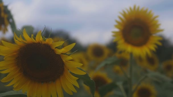 Tachikawa Τόκιο Ιαπωνία 27Η Ιουλίου 2018 Μια Φύση Τοποθεσία Στο — Αρχείο Βίντεο