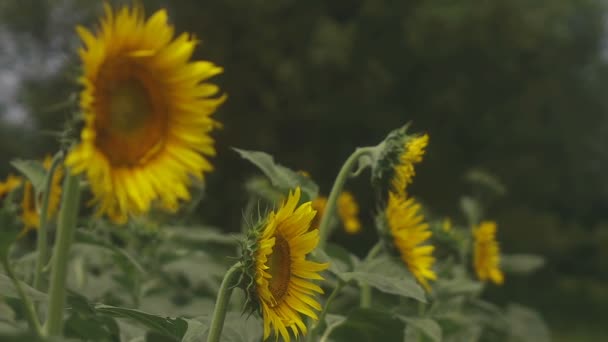 Tachikawa, Tokyo / Japon - 27 juillet 2018 : C'est un endroit naturel à Tokyo. appareil photo : Canon EOS 5D mark4 