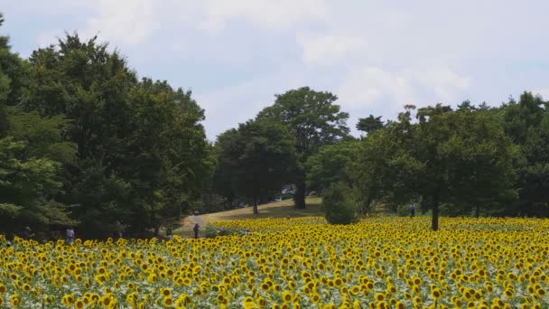 Tachikawa Tokyo Japan Juli 2018 Ist Ein Naturstandort Tokyo Kamera — Stockvideo