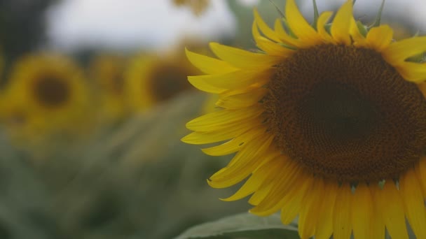 Tachikawa Tokio Juli 2018 Zijn Een Natuur Locatie Tokio Camera — Stockvideo