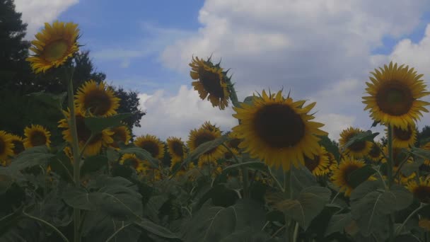 Tachikawa Tokio Juli 2018 Zijn Een Natuur Locatie Tokio Camera — Stockvideo