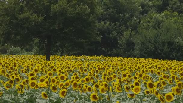 Tachikawa Tokyo Japan July 27Th 2018 Its Nature Location Tokyo — Stock Video