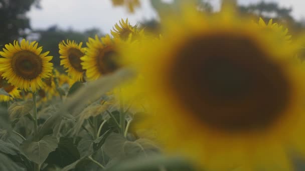 Tachikawa Tokyo Japan Juli 27Th 2018 Dess Ett Natur Läge — Stockvideo