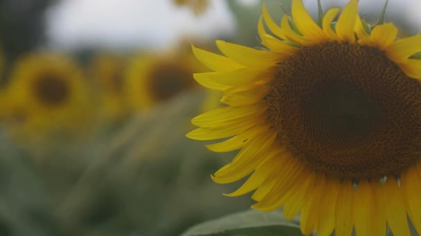 Tachikawa Tokio Juli 2018 Zijn Een Natuur Locatie Tokio Camera — Stockvideo