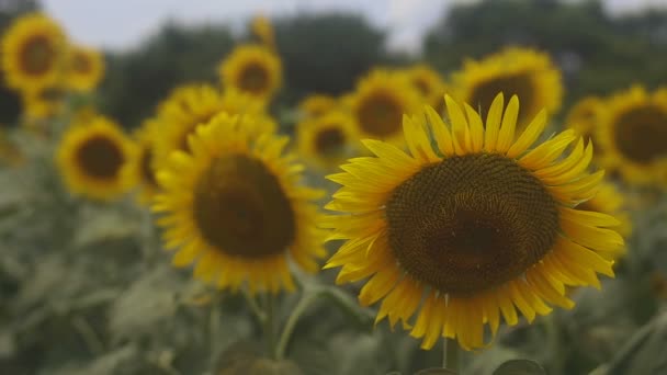 Tachikawa, Tokyo / Japon - 27 juillet 2018 : C'est un endroit naturel à Tokyo. appareil photo : Canon EOS 5D mark4 