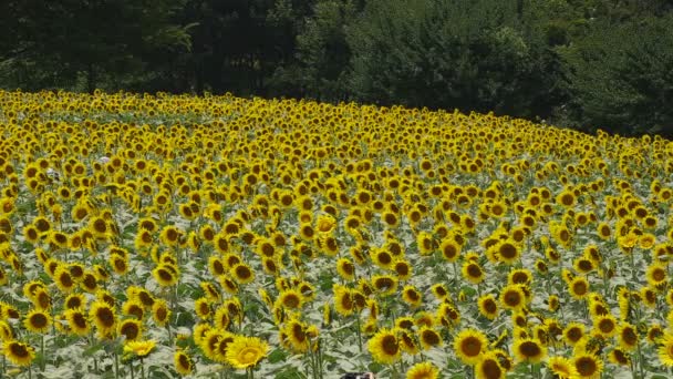 Tachikawa Tokyo Japan Juli 2018 Ist Ein Naturstandort Tokyo Kamera — Stockvideo