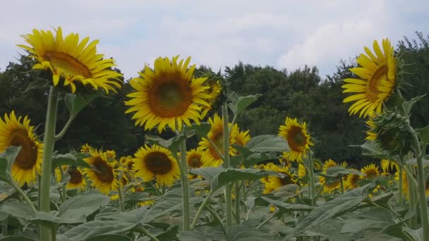 Tachikawa, Tokyo / Japon - 27 juillet 2018 : C'est un endroit naturel à Tokyo. appareil photo : Canon EOS 5D mark4 