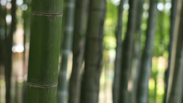 Higashikurume Tóquio Japão Julho 2018 Uma Localização Tradicional Tóquio Câmera — Vídeo de Stock