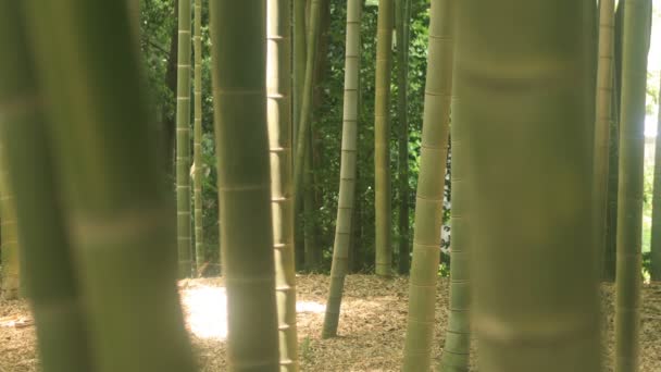 히가시쿠루메 2018 그것의 전통적인 위치에서에서 카메라 Eos Mark4 — 비디오