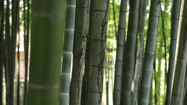 Higashikurume Tokio Juli 2018 Zijn Een Traditionele Locatie Tokio Camera — Stockvideo