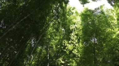 Higashikurume, Tokyo/Japonya - 11th Temmuz 2018: Onun Tokyo geleneksel bir konumda. fotoğraf makinesi: Canon Eos 5d mark4