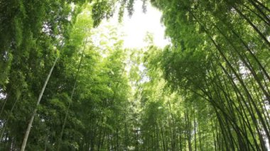 Higashikurume, Tokyo/Japonya - 11th Temmuz 2018: Onun Tokyo geleneksel bir konumda. fotoğraf makinesi: Canon Eos 5d mark4