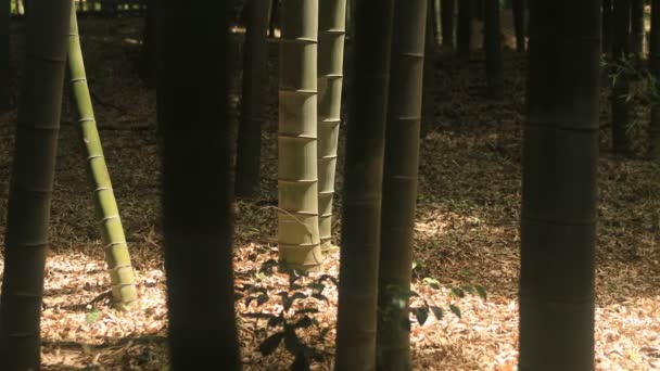 Higashikurume Tokio Japón Julio 2018 Una Ubicación Tradicional Tokio Cámara — Vídeos de Stock