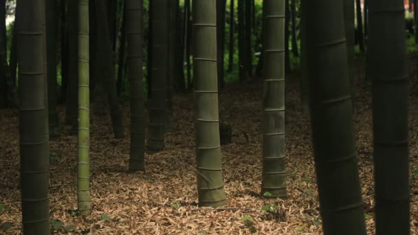 Higashikurume Tóquio Japão Julho 2018 Uma Localização Tradicional Tóquio Câmera — Vídeo de Stock