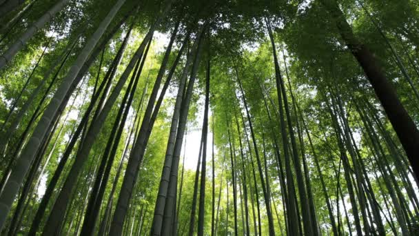 Higashikurume Tokio Japón Julio 2018 Una Ubicación Tradicional Tokio Cámara — Vídeos de Stock