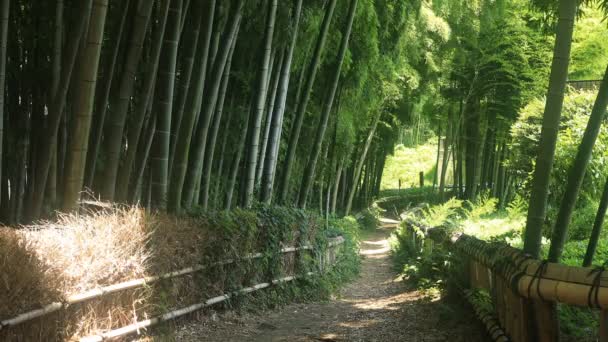 Higashikurume Tokio Juli 2018 Zijn Een Traditionele Locatie Tokio Camera — Stockvideo