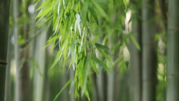 Higashikurume Tóquio Japão Julho 2018 Uma Localização Tradicional Tóquio Câmera — Vídeo de Stock