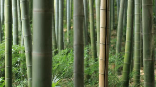 Higashikurume Tokyo Japan July 11Th 2018 Its Traditional Location Tokyo — Stock Video