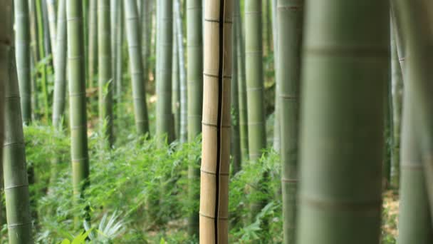 Higashikurume Tokio Juli 2018 Zijn Een Traditionele Locatie Tokio Camera — Stockvideo