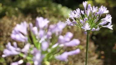 Shinjuku, Tokyo/Japonya - 20th Temmuz 2017: Onun bir doğa yerde Tokyo. fotoğraf makinesi: Canon Eos 7d