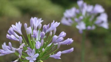 Shinjuku, Tokyo/Japonya - 20th Temmuz 2017: Onun bir doğa yerde Tokyo. fotoğraf makinesi: Canon Eos 7d