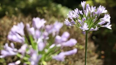 Shinjuku, Tokyo/Japonya - 20th Temmuz 2017: Onun bir doğa yerde Tokyo. fotoğraf makinesi: Canon Eos 7d