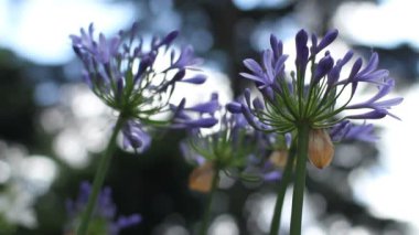 Shinjuku, Tokyo/Japonya - 20th Temmuz 2017: Onun bir doğa yerde Tokyo. fotoğraf makinesi: Canon Eos 7d