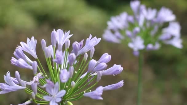 Shinjuku Tokyo Japon Juillet 2017 Est Endroit Naturel Tokyo Appareil — Video