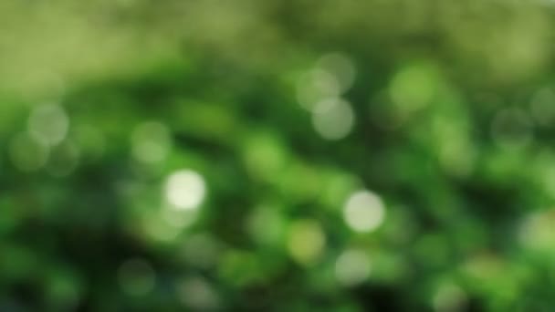 東京都新宿区 2017 その自然の地東京 カメラ キヤノン Eos — ストック動画