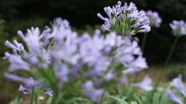 Shinjuku, Tokyo/Japonya - 20th Temmuz 2017: Onun bir doğa yerde Tokyo. fotoğraf makinesi: Canon Eos 7d