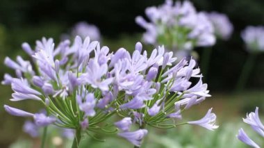 Shinjuku, Tokyo/Japonya - 20th Temmuz 2017: Onun bir doğa yerde Tokyo. fotoğraf makinesi: Canon Eos 7d
