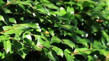 Shinjuku, Tokyo/Japonya - 20th Temmuz 2017: Onun bir doğa yerde Tokyo. fotoğraf makinesi: Canon Eos 7d