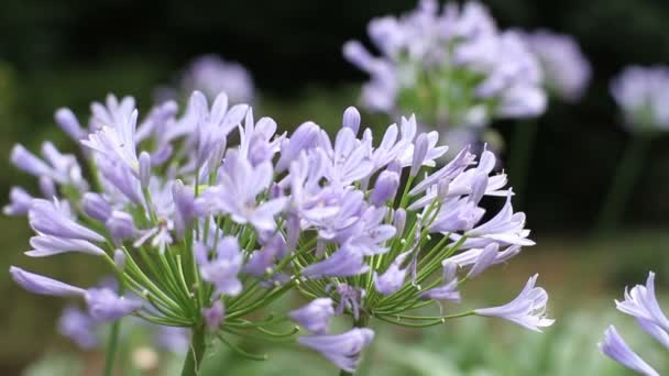 Shinjuku Tokyo Giappone Luglio 2017 Sua Posizione Naturale Tokyo Macchina — Video Stock