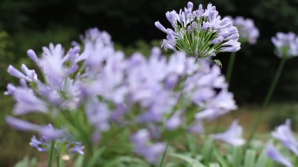 Shinjuku Tokyo Giappone Luglio 2017 Sua Posizione Naturale Tokyo Macchina — Video Stock