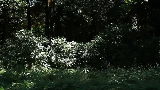 Shinjuku Tokio Juli 20E 2017 Zijn Een Natuur Locatie Tokio — Stockvideo