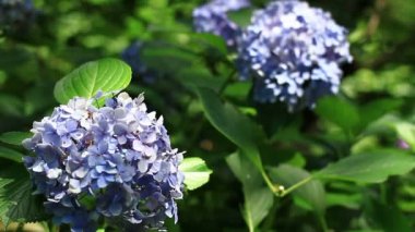 Shinjuku, Tokyo/Japonya - 20th Temmuz 2017: Onun bir doğa yerde Tokyo. fotoğraf makinesi: Canon Eos 7d